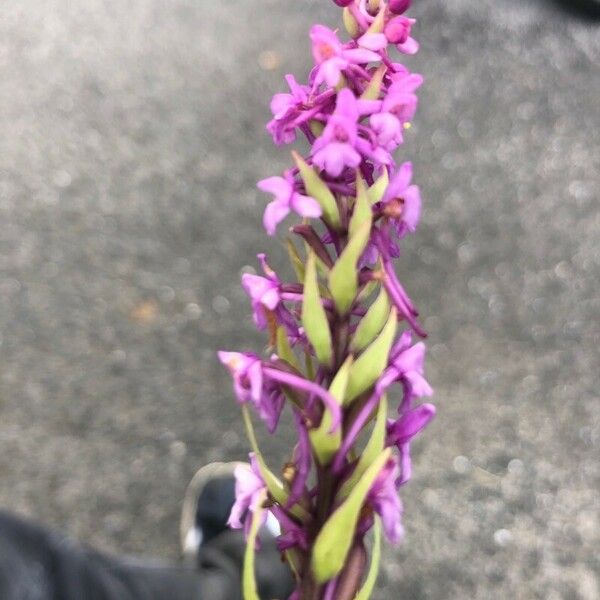 Gymnadenia conopsea Blomst