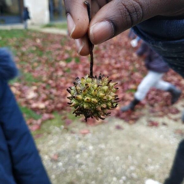 Liquidambar styraciflua Fruit