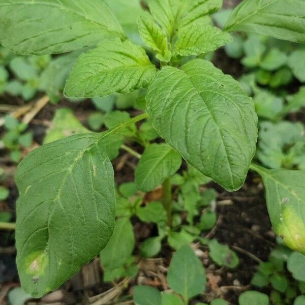 Amaranthus blitum Lapas