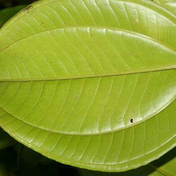 Adelobotrys adscendens Leaf