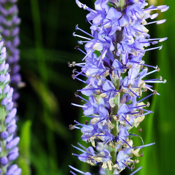 Veronica longifolia 花