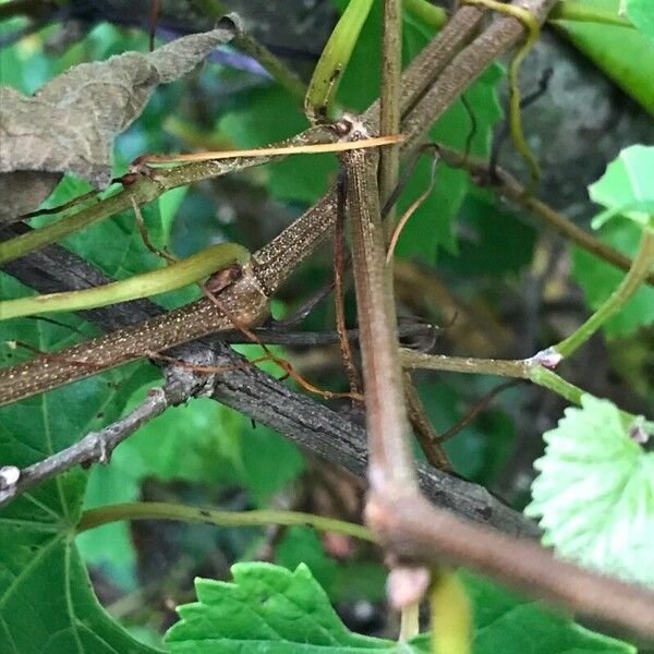 Vitis rotundifolia Bark