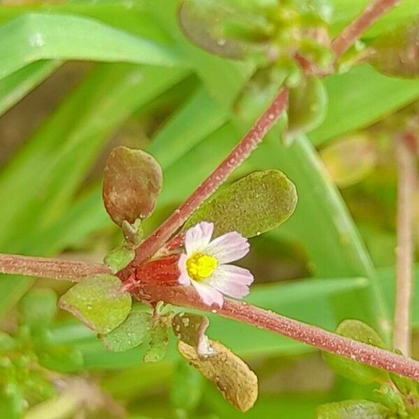 Frankenia pulverulenta Blomst