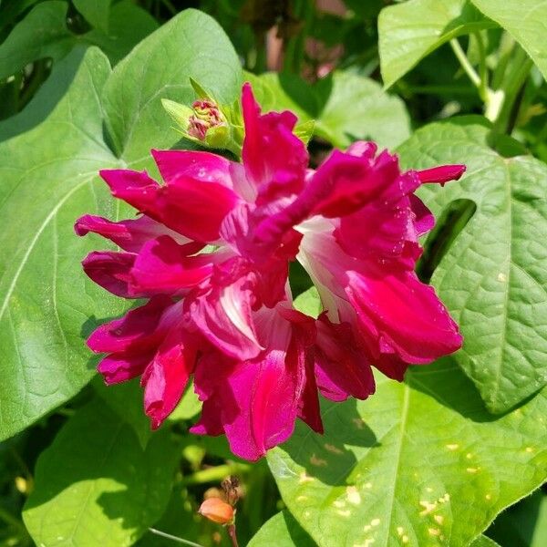 Ipomoea nil Flor