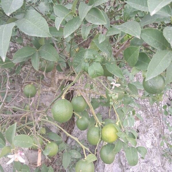 Citrus × aurantiifolia Plod