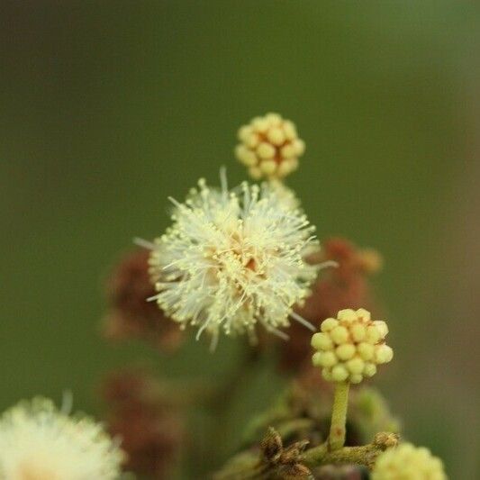 Acacia mearnsii Autre