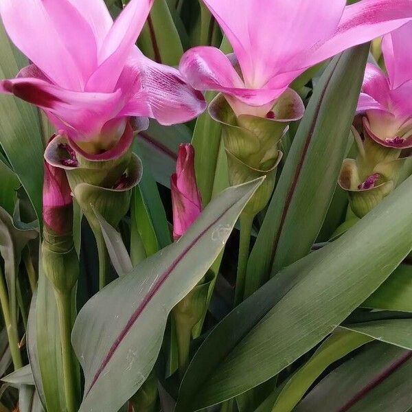 Curcuma alismatifolia Vekstform