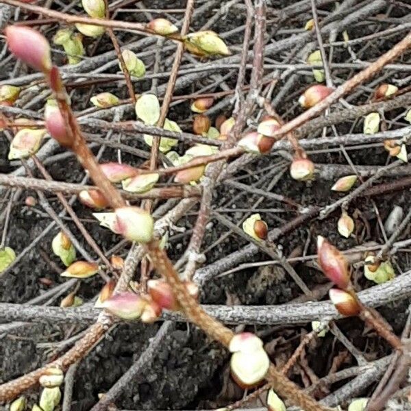 Corylopsis pauciflora 花