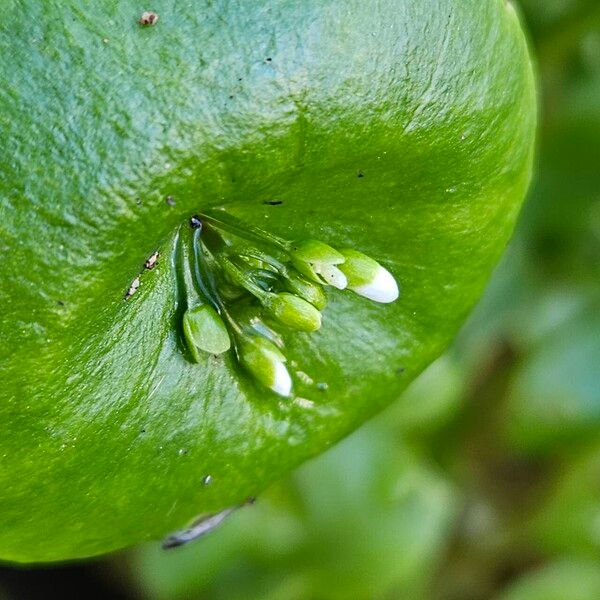 Claytonia perfoliata Кветка