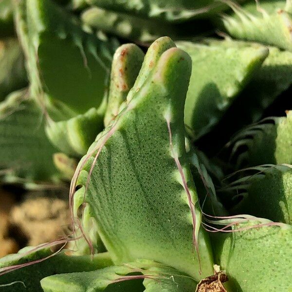 Faucaria tigrina Habitus