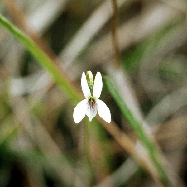 Viola lanceolata Λουλούδι