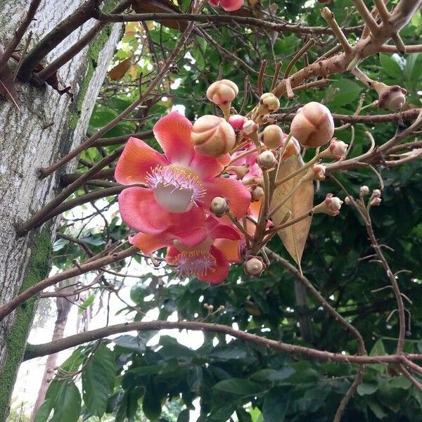 Couroupita guianensis Цвят