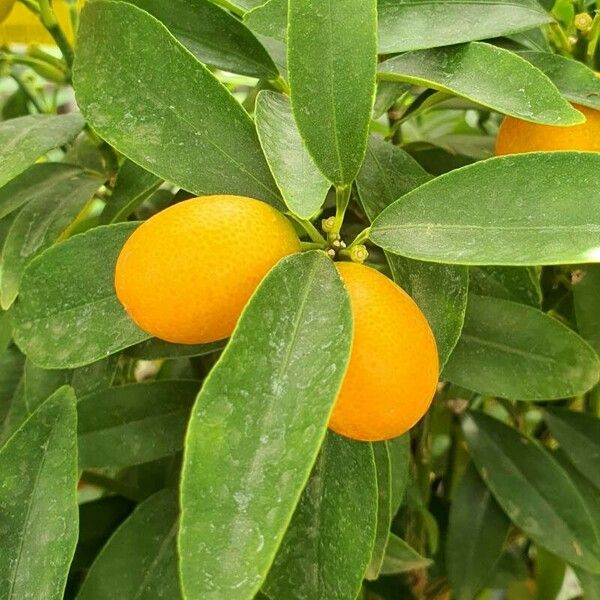 Citrus japonica Fruto