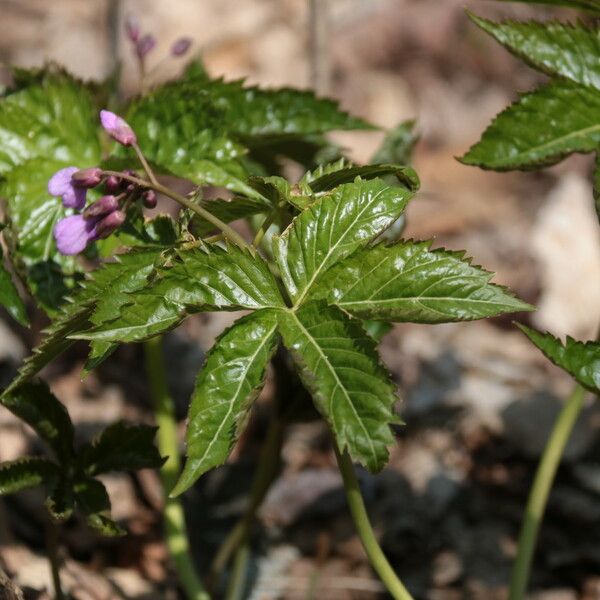 Cardamine pentaphyllos Leaf