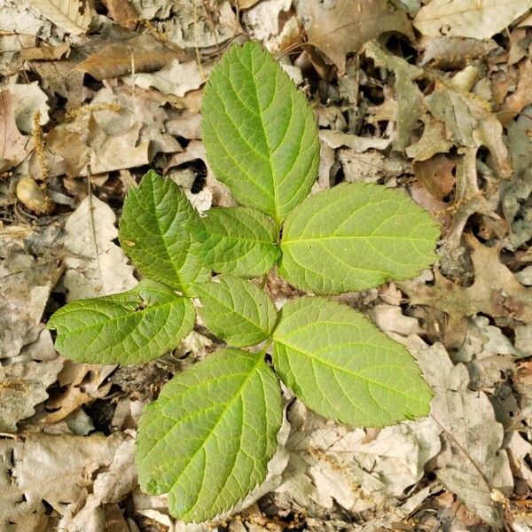 Aralia nudicaulis List