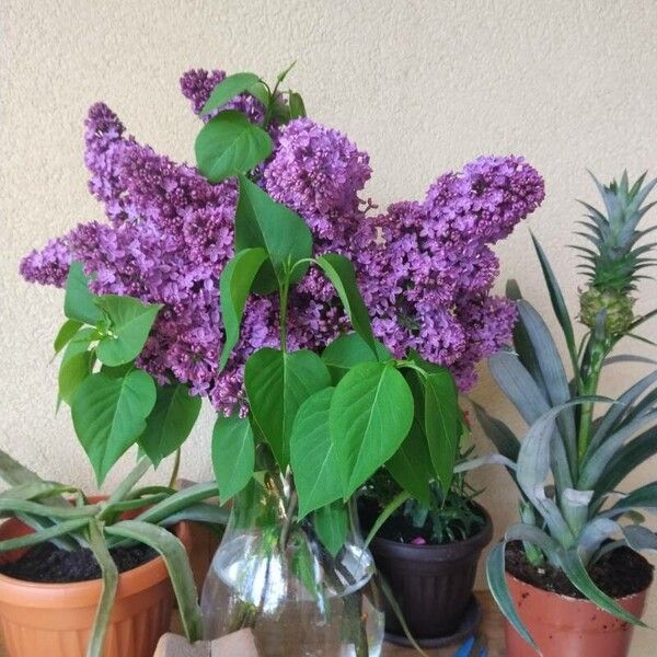 Syringa vulgaris Blüte