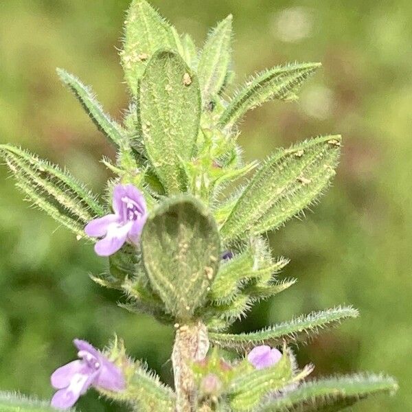 Clinopodium acinos Foglia