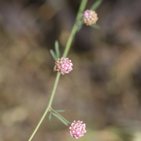 Dorycnopsis gerardi Blomst