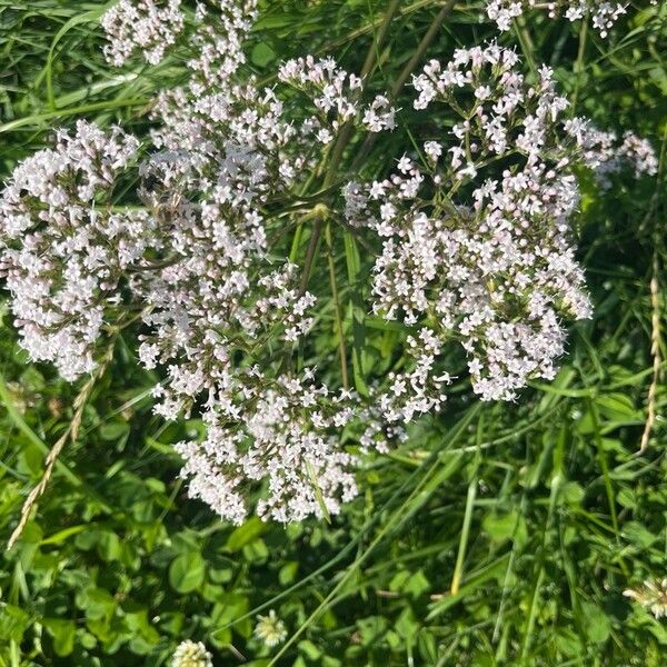 Valeriana officinalis Fiore