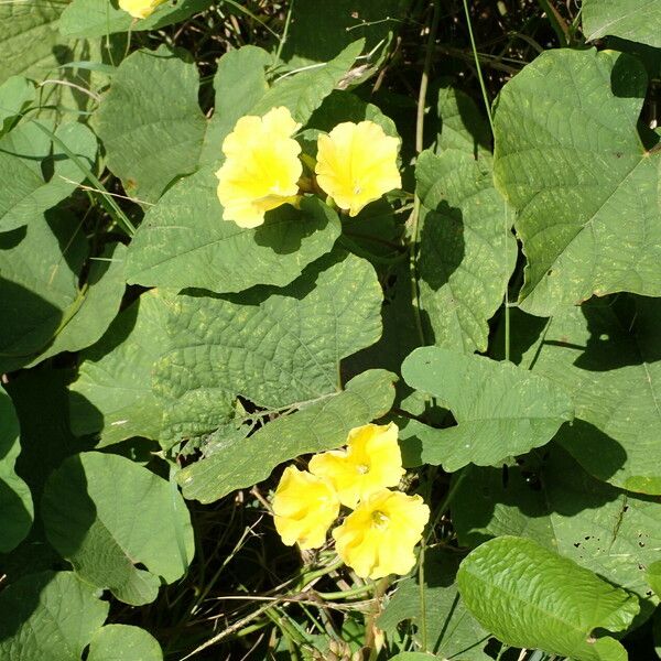 Merremia umbellata Іншае