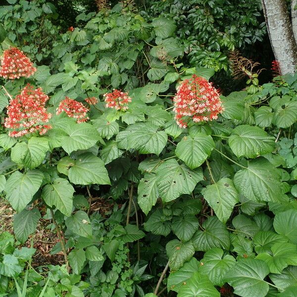 Clerodendrum paniculatum Облик