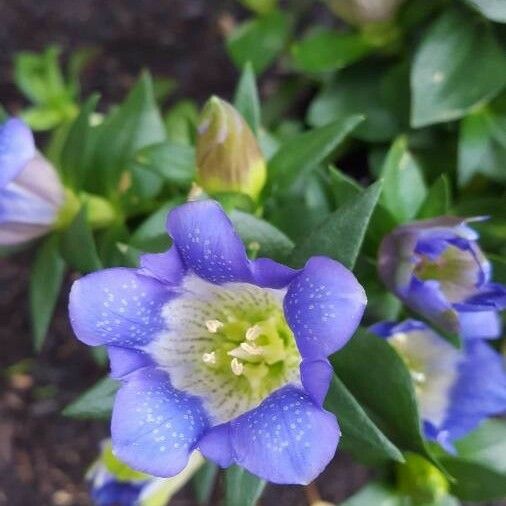 Gentiana calycosa Kwiat