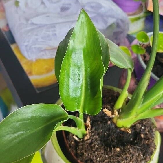 Philodendron martianum Hoja