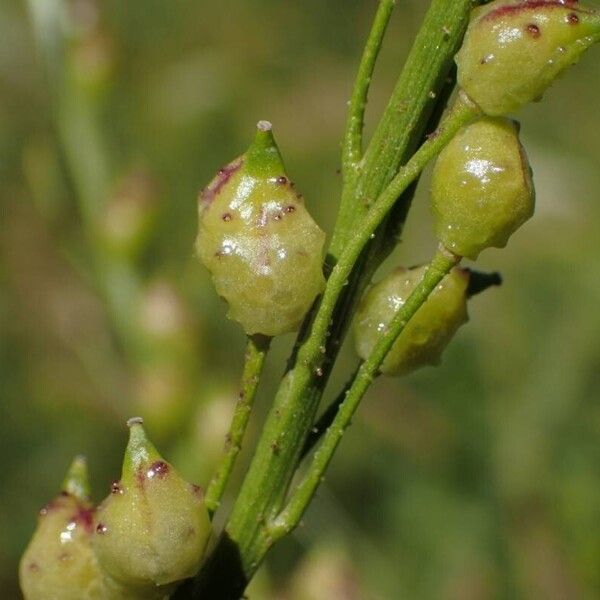 Bunias orientalis Fruit