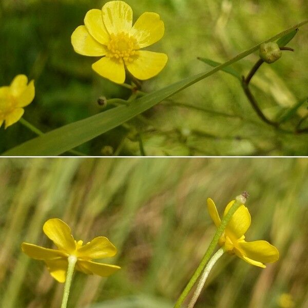 Ranunculus flammula Цветок