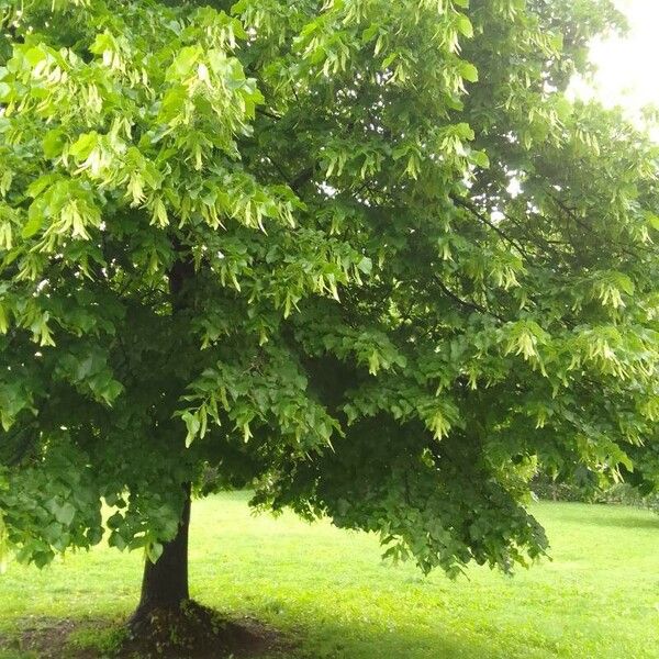 Celtis occidentalis Hostoa