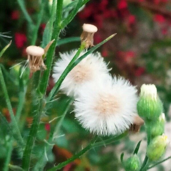 Erigeron bonariensis Fruit