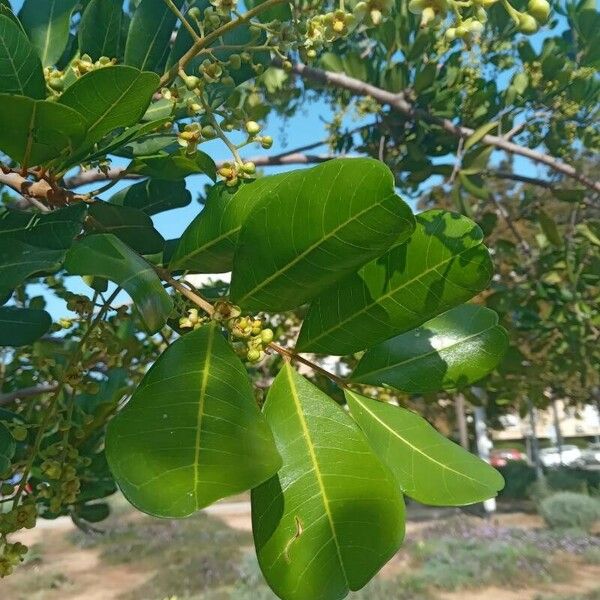 Cupaniopsis anacardioides Hostoa