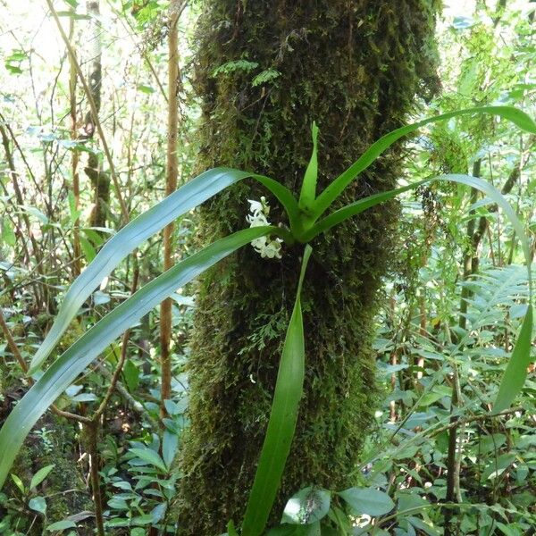 Angraecum bracteosum Plante entière