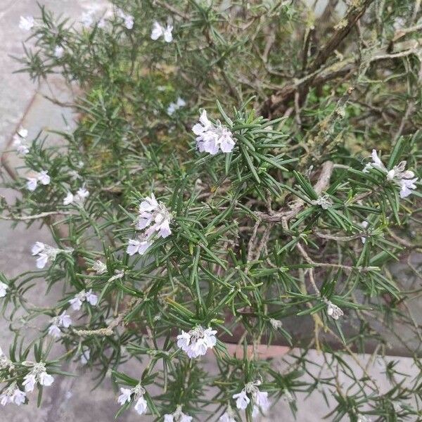 Rosmarinus officinalis Leaf