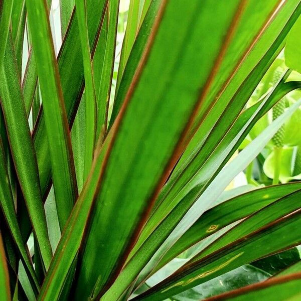 Dracaena reflexa Leaf