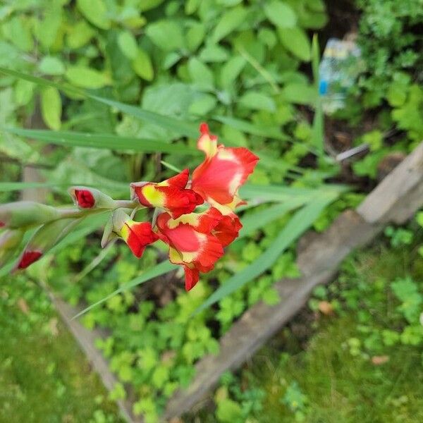 Gladiolus dalenii Blodyn