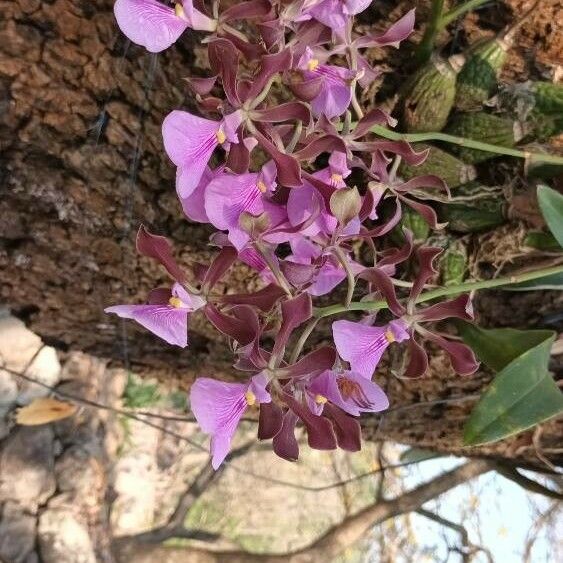 Encyclia cordigera Flower