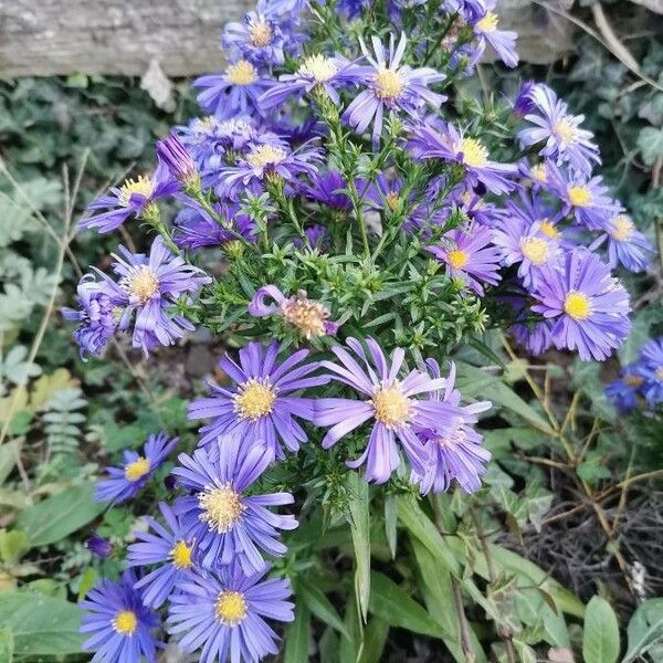 Symphyotrichum dumosum Συνήθη χαρακτηριστικά