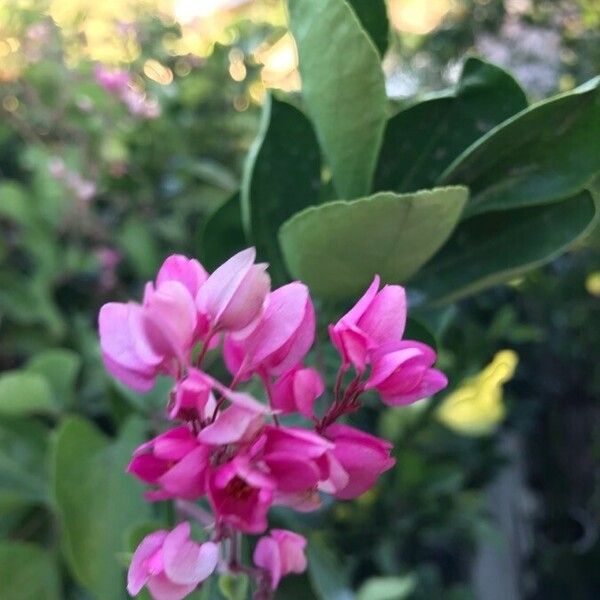 Antigonon leptopus 花