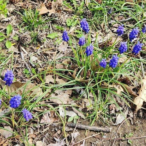 Muscari botryoides 花