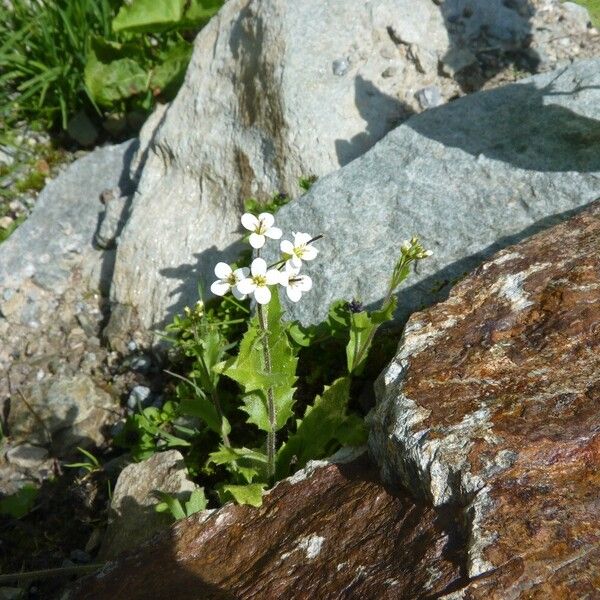 Arabis alpina Vekstform