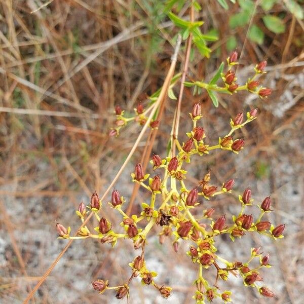 Hypericum cistifolium Flower