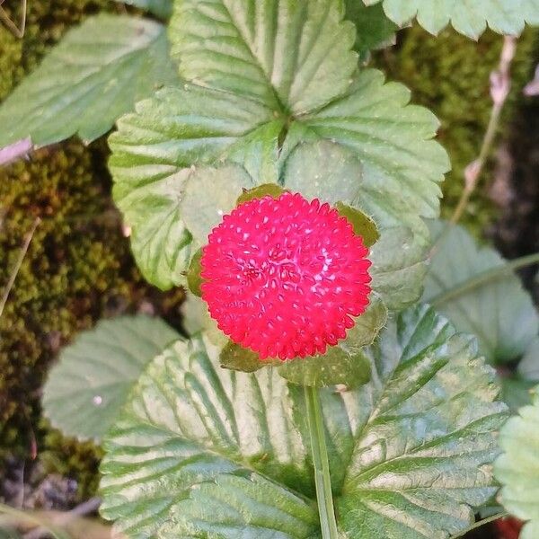 Potentilla indica Fruit