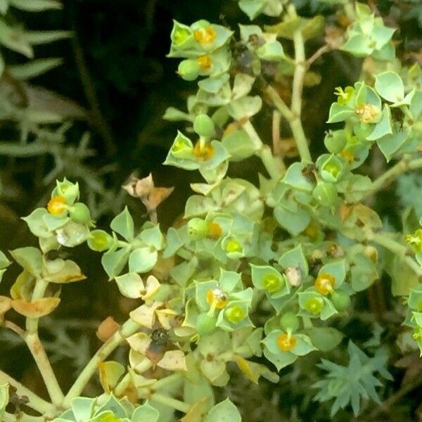 Euphorbia paralias Фрукт