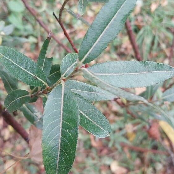 Salix daphnoides ഇല