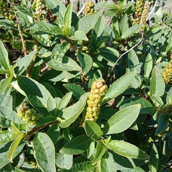 Phytolacca octandra Ffrwyth