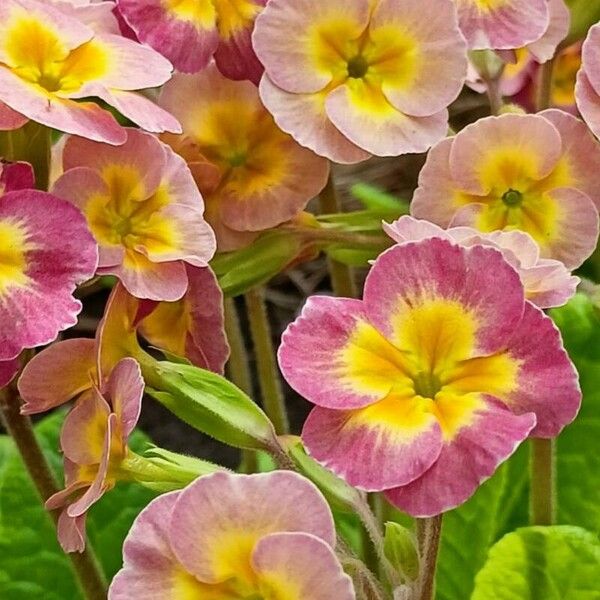 Primula × polyantha Õis