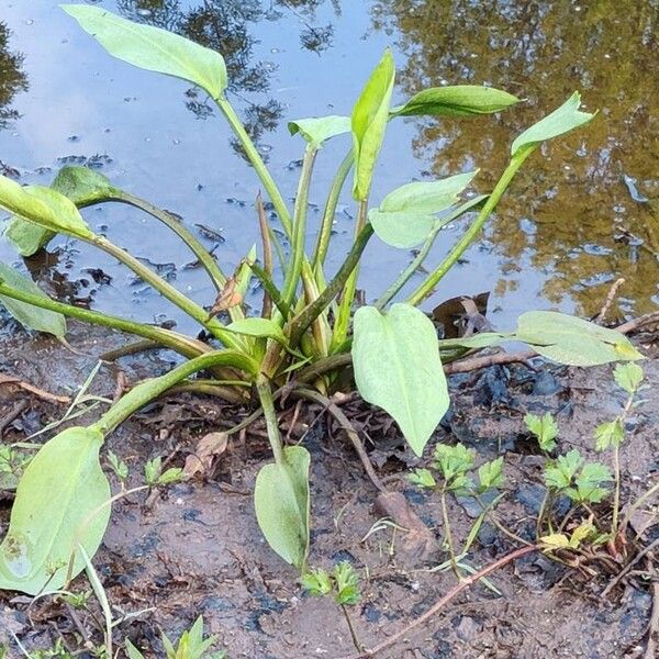 Alisma plantago-aquatica 葉