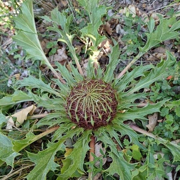 Carlina acanthifolia Bloem