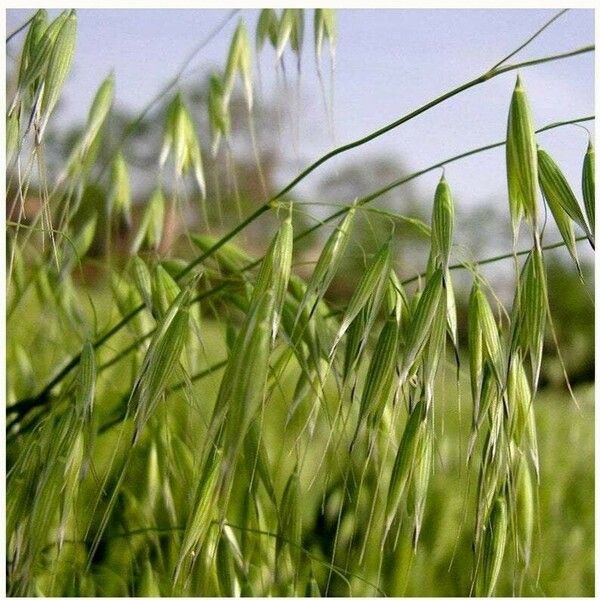 Avena sativa Fruit